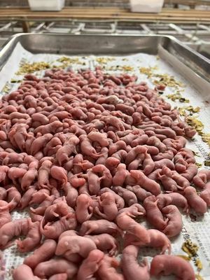 Harga yang bagus Predator Burung Beku Pencahar Kentang Berwarna merah muda Tikus pemakan besar on line