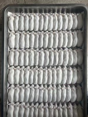 좋은 가격 1G-400 G 냉동 운송용 냉동 쥐 -18°C 보관 온도 온라인으로