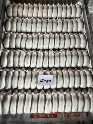 قیمت خوب گربه های یخ زده که به گربه ها غذا می دهند موش های یخ زده که برای مارهای زنده از یخ باز می شوند آنلاین