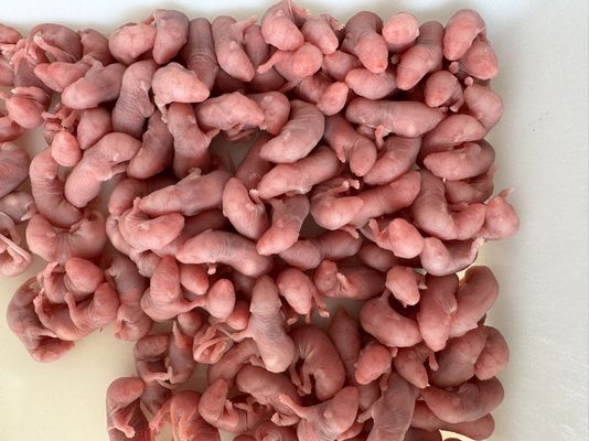 Pink Hopper Mice Frozen Rodents For Snakes Reptiles Prey Feeding