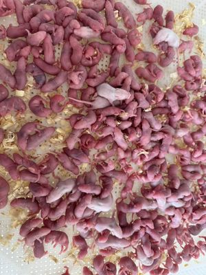 Custom 30g Rats Frozen Mice For Ball Python Reptile Food Online