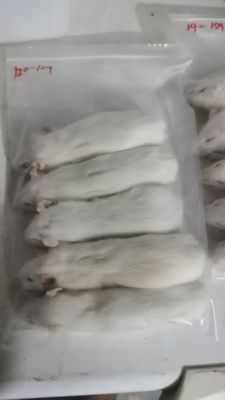 Thawing Frozen Mice And Rats Weaner For Snakes Reptiles 50g
