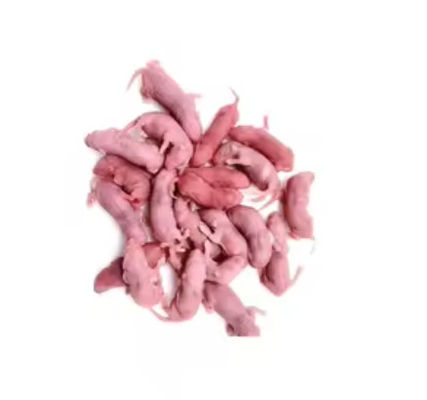 100% Whole Mice High Protein Frozen Feeder Mice with 2 Years Shelf Life for Snakes and Birds of Prey