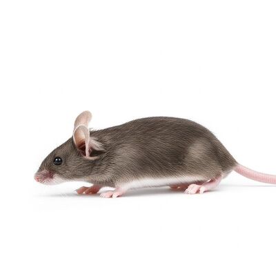 Good price SPF Laboratory Mice with Standard Laboratory Chow Diet, Specific Pathogen-Free, Weighing 25-30 Grams online