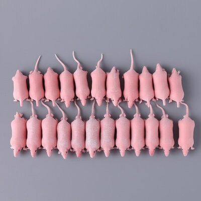 Bulk 200g Frozen Rats High Protein And Fat Frozen Rodents For Zoo Animals